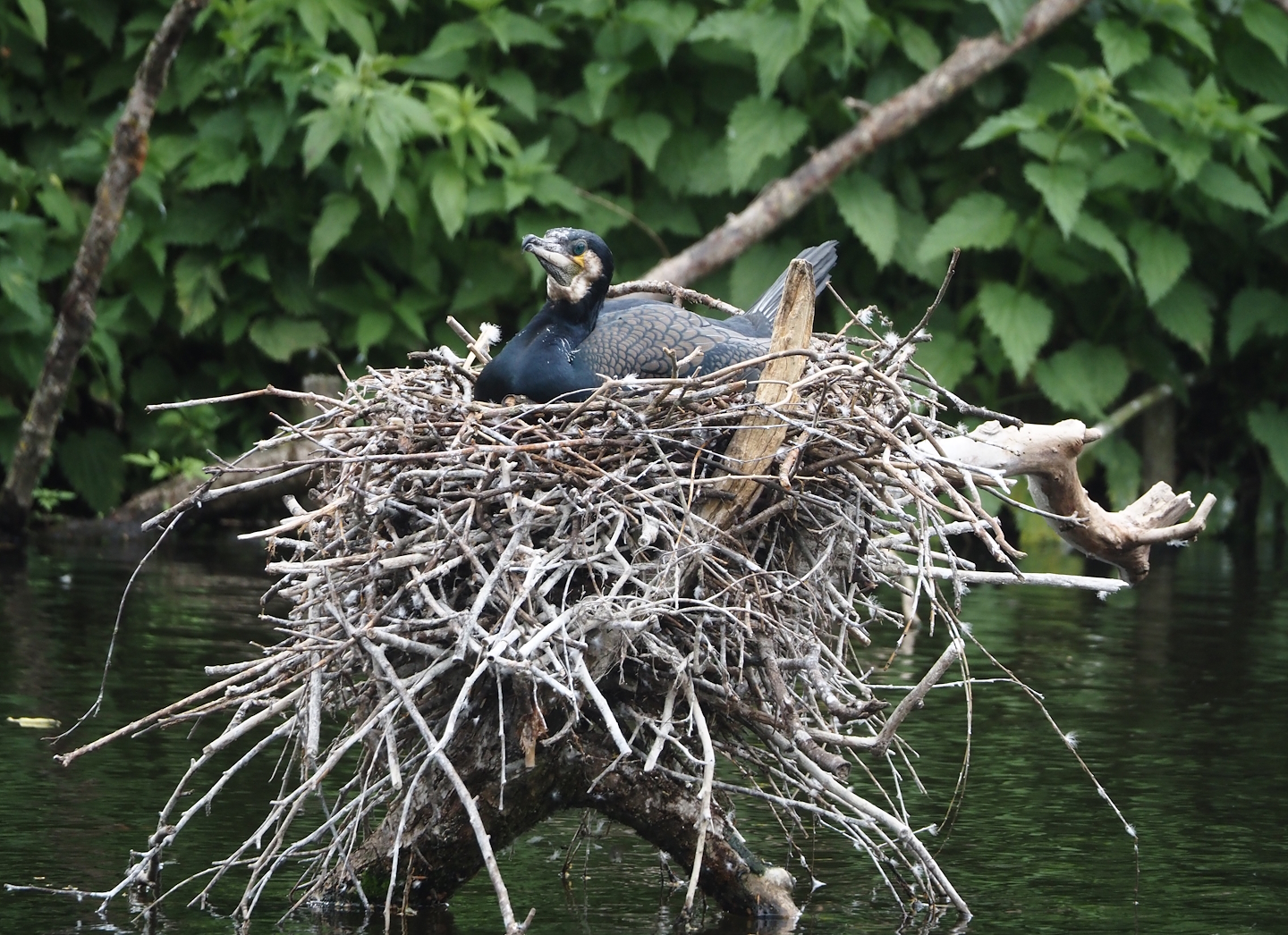 Eurasian great cormorant (Phalacrocorax carbo sinensis) on nest, 2024-05-21