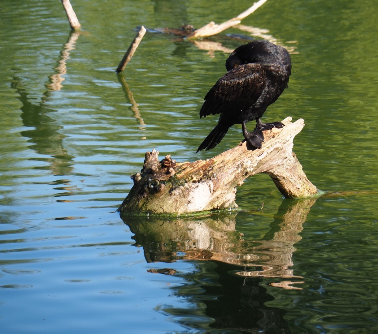 Eurasian great cormorant (Phalacrocorax carbo sinensis), Sep 2nd, 2018