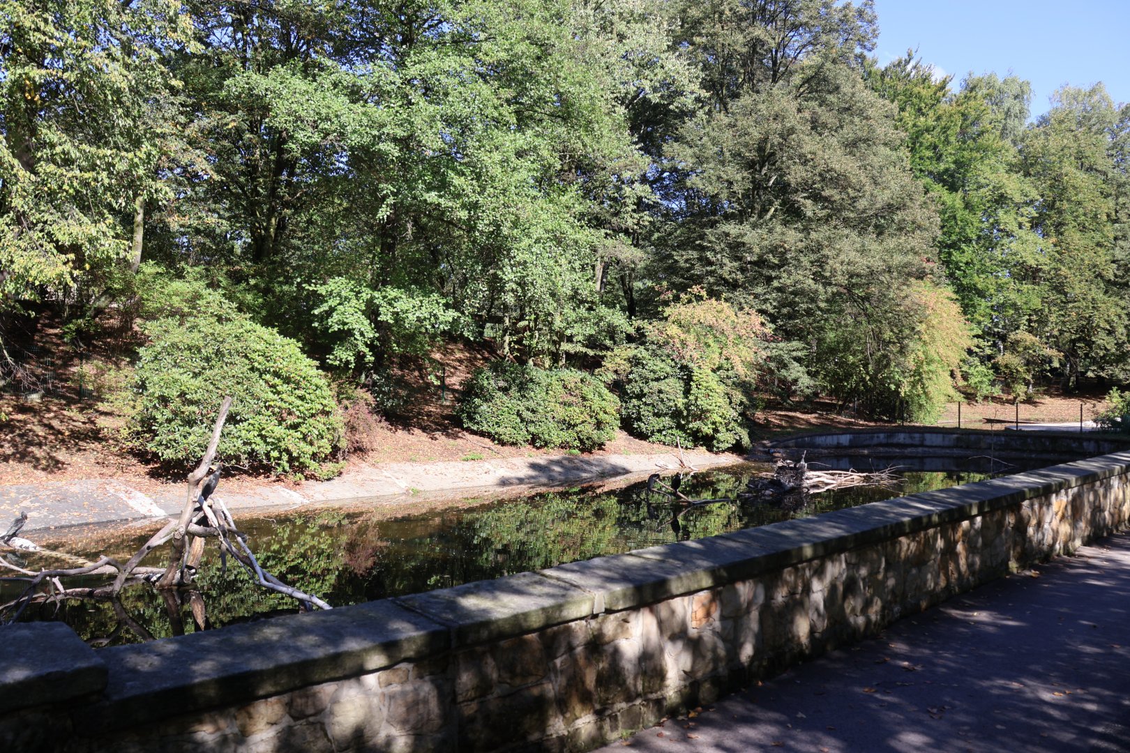 Eurasian Great Cormorant (Phalacrocorax carbo sinensis)