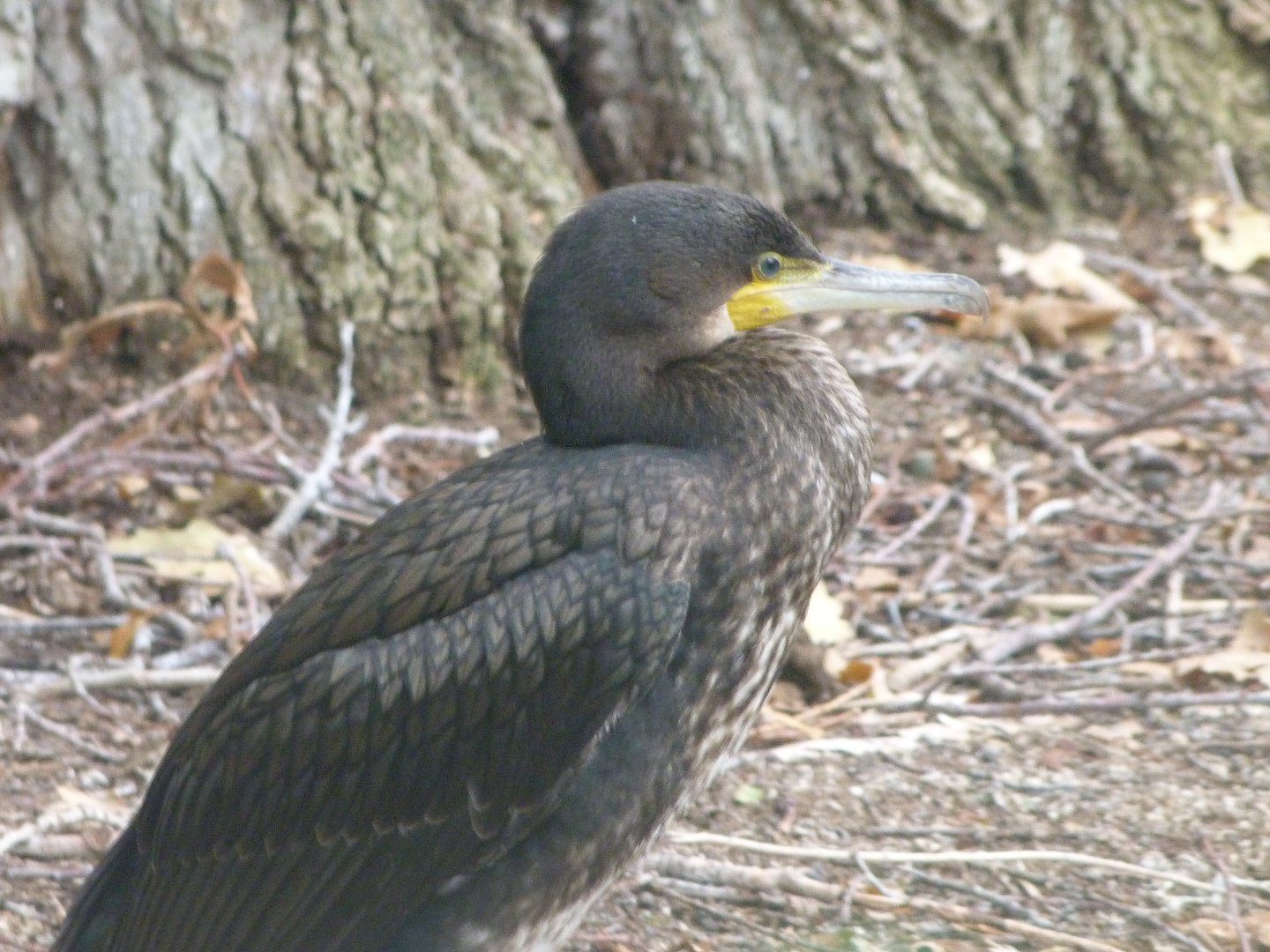 Eurasian great cormorant -Zoologischer Garten Berlin (2024)
