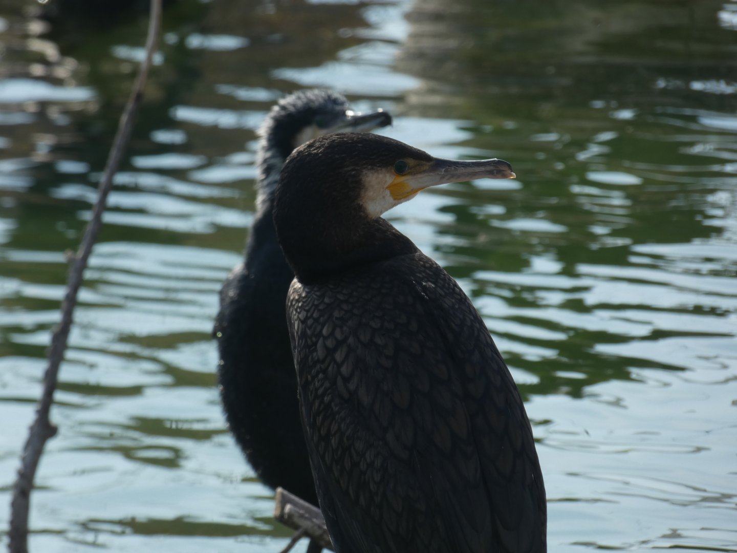 Eurasian Great Cormorant