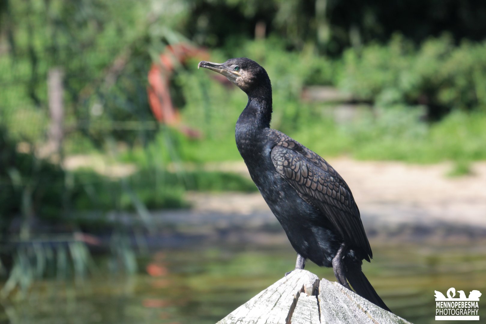 Eurasian great cormorant