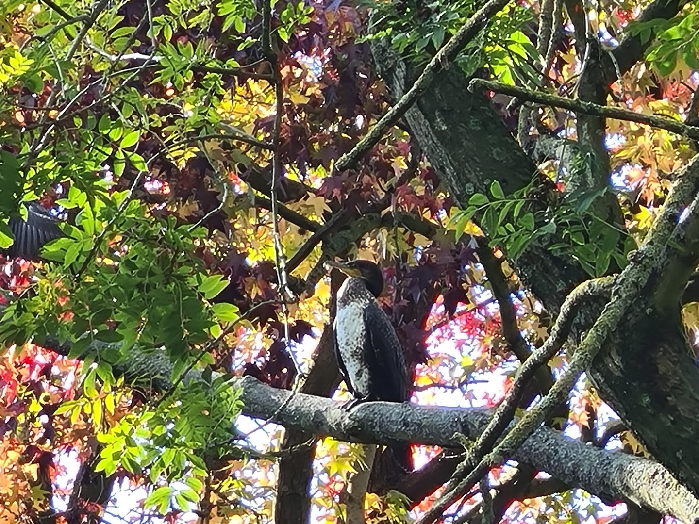 Eurasian great cormorant