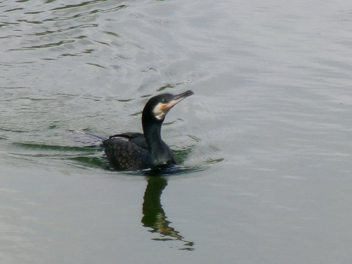 Eurasian great cormorant