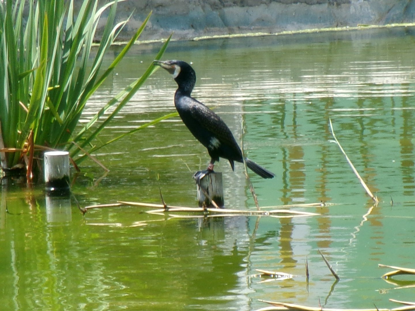 Eurasian great cormorant