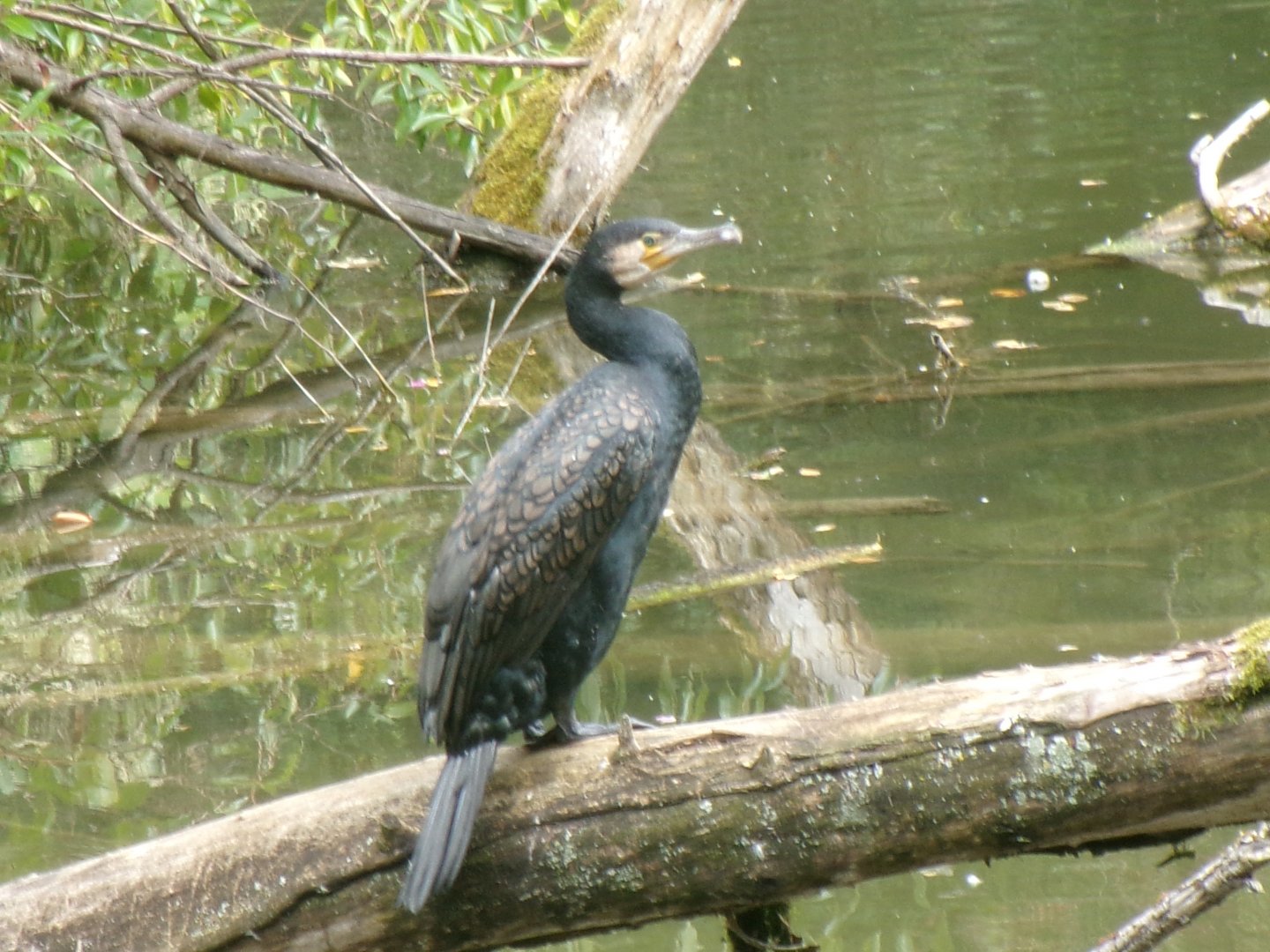 Eurasian great cormorant