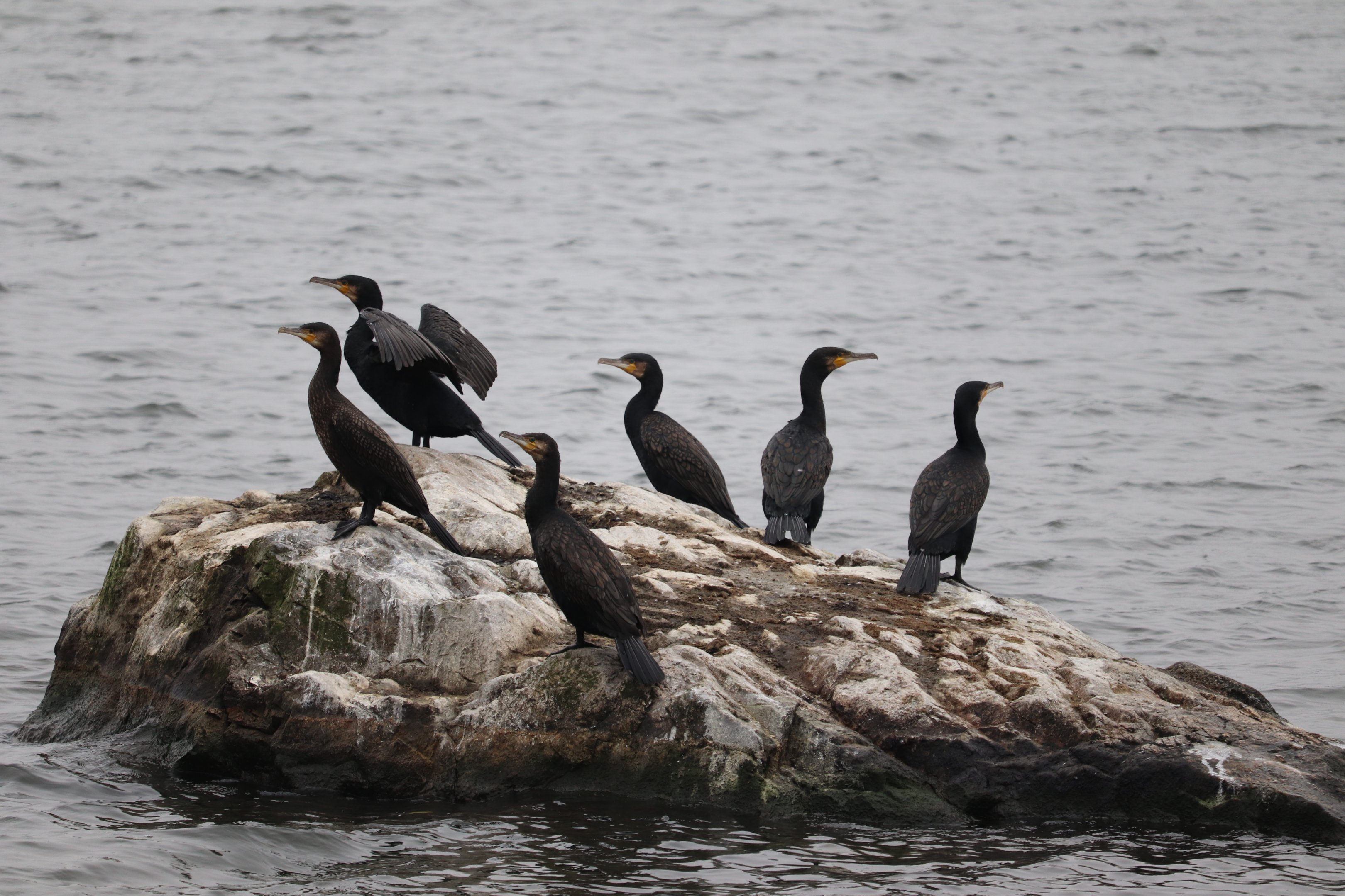 Eurasian great cormorants (Phalacrocorax carbo sinensis)