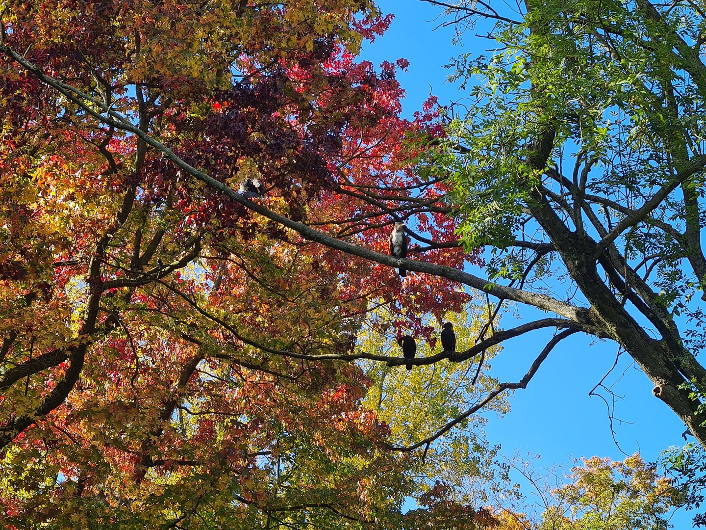 Eurasian great cormorants