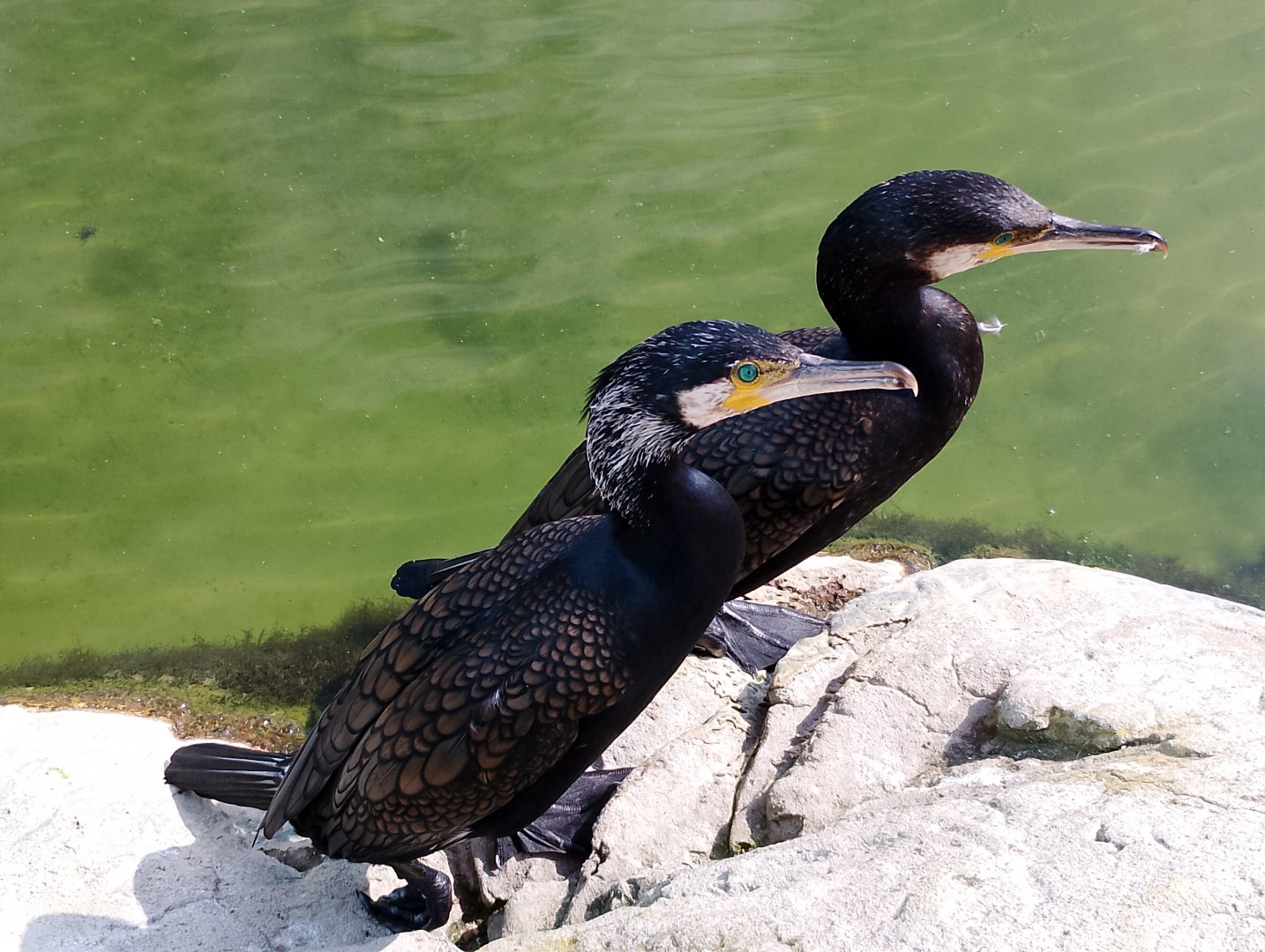 Eurasian great cormorants