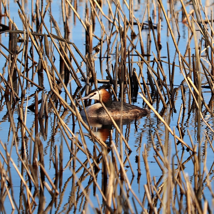 Eurasian great crested grebe (Podiceps cristatus cristatus)