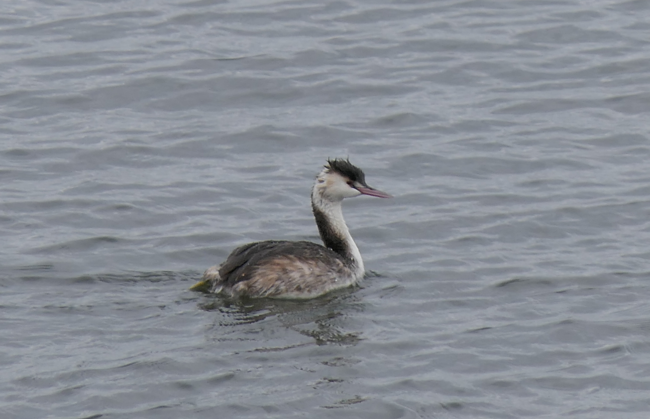 Eurasian Great Crested Grebe (Podiceps cristatus cristatus)