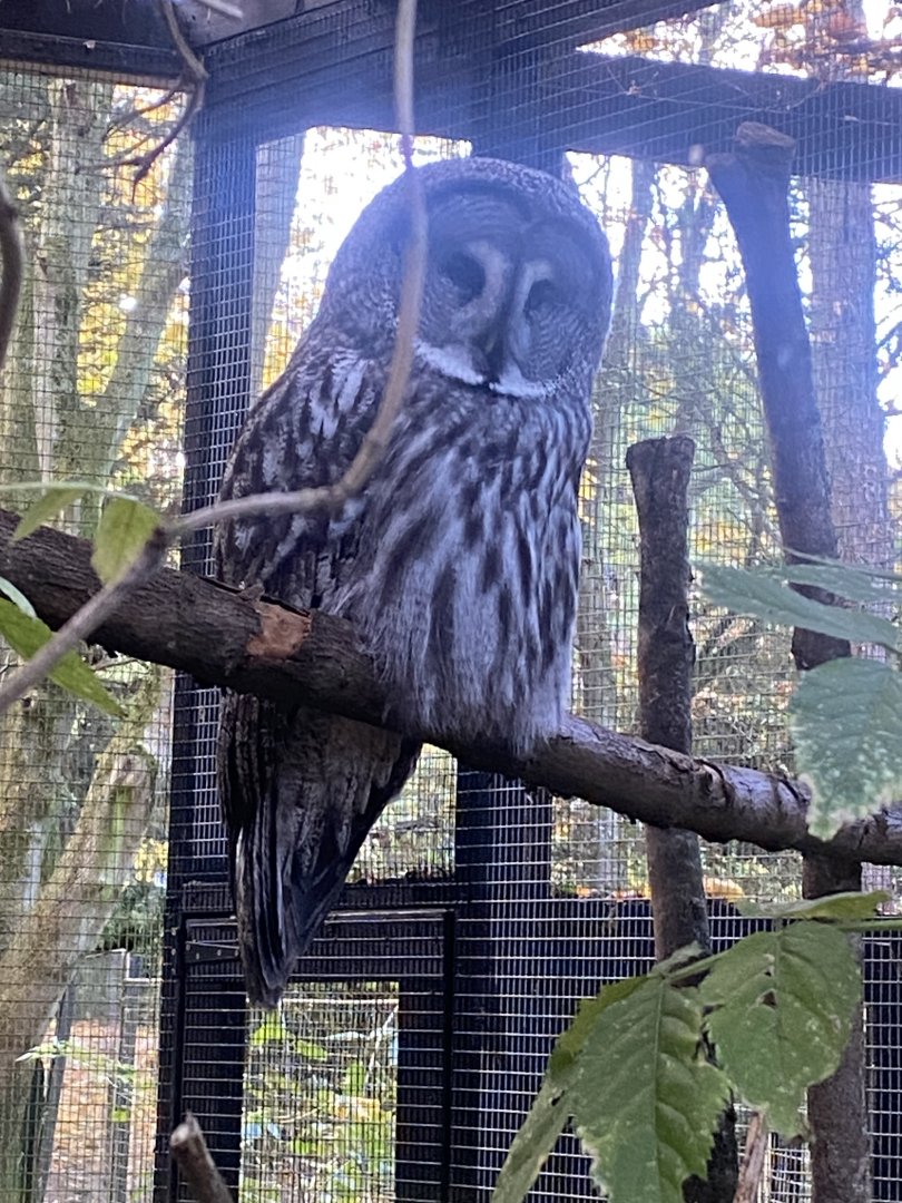 Eurasian great grey owl 011125