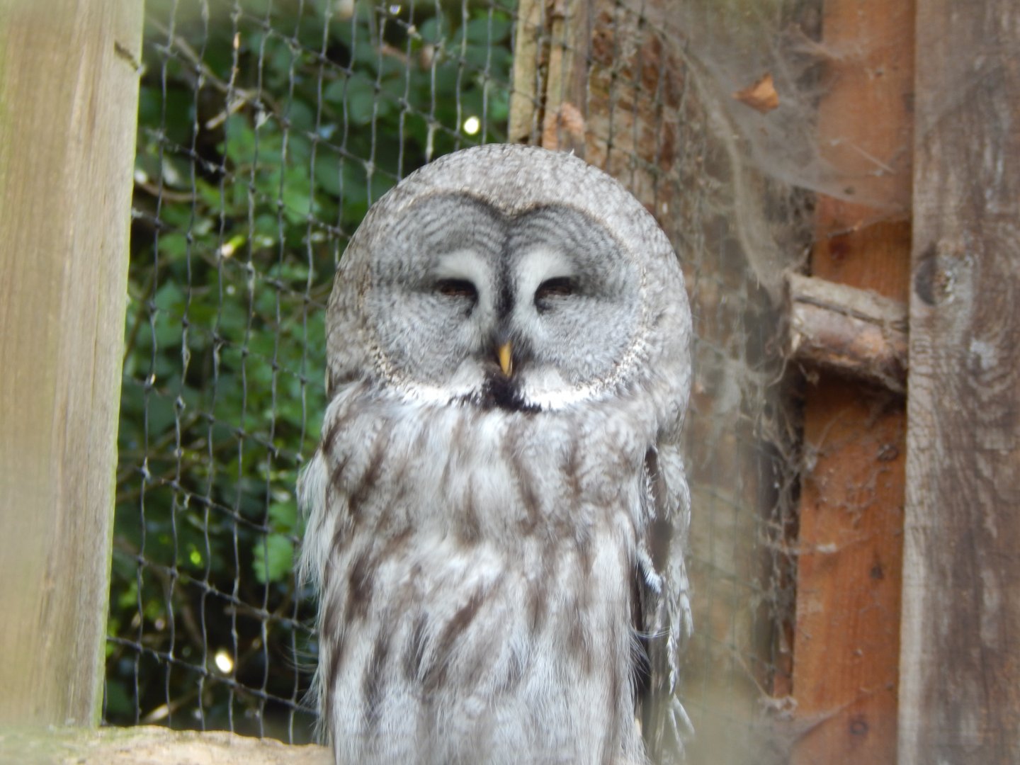 Eurasian great grey owl 060625