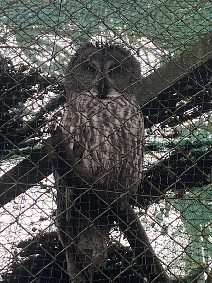 Eurasian great grey owl 140224