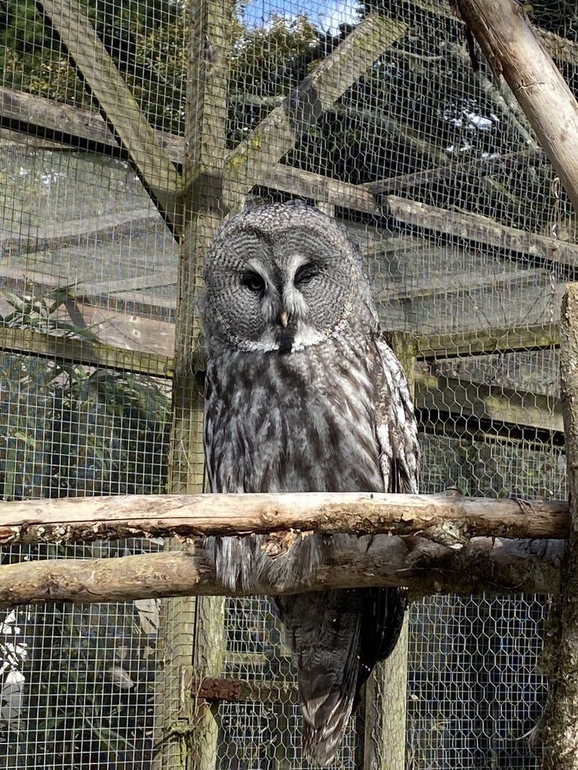 Eurasian great grey owl 151022