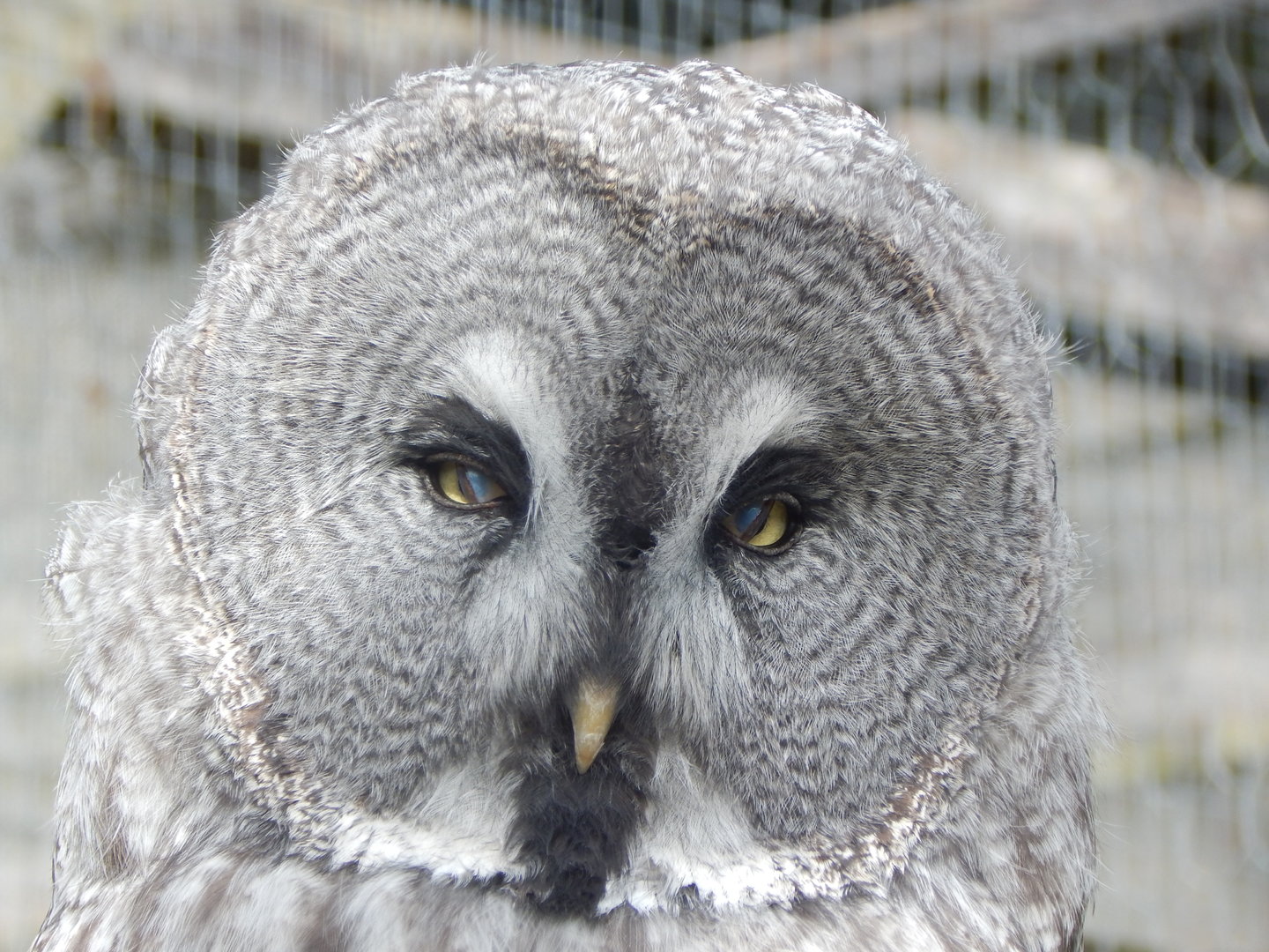 Eurasian great grey owl 151022