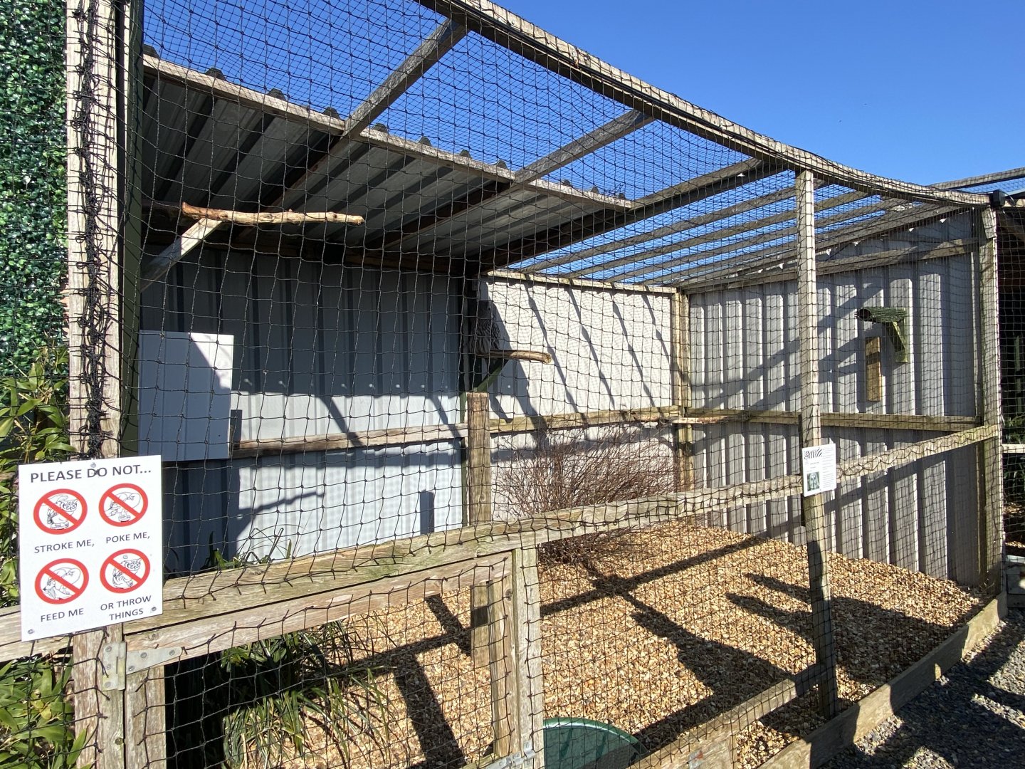 Eurasian great grey owl aviary 020325