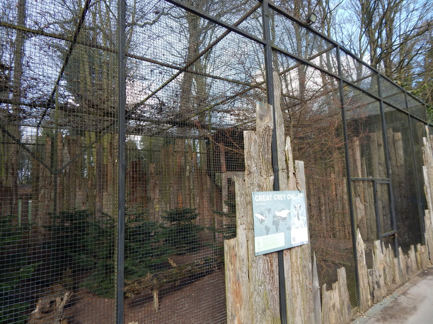 Eurasian great grey owl aviary 040324