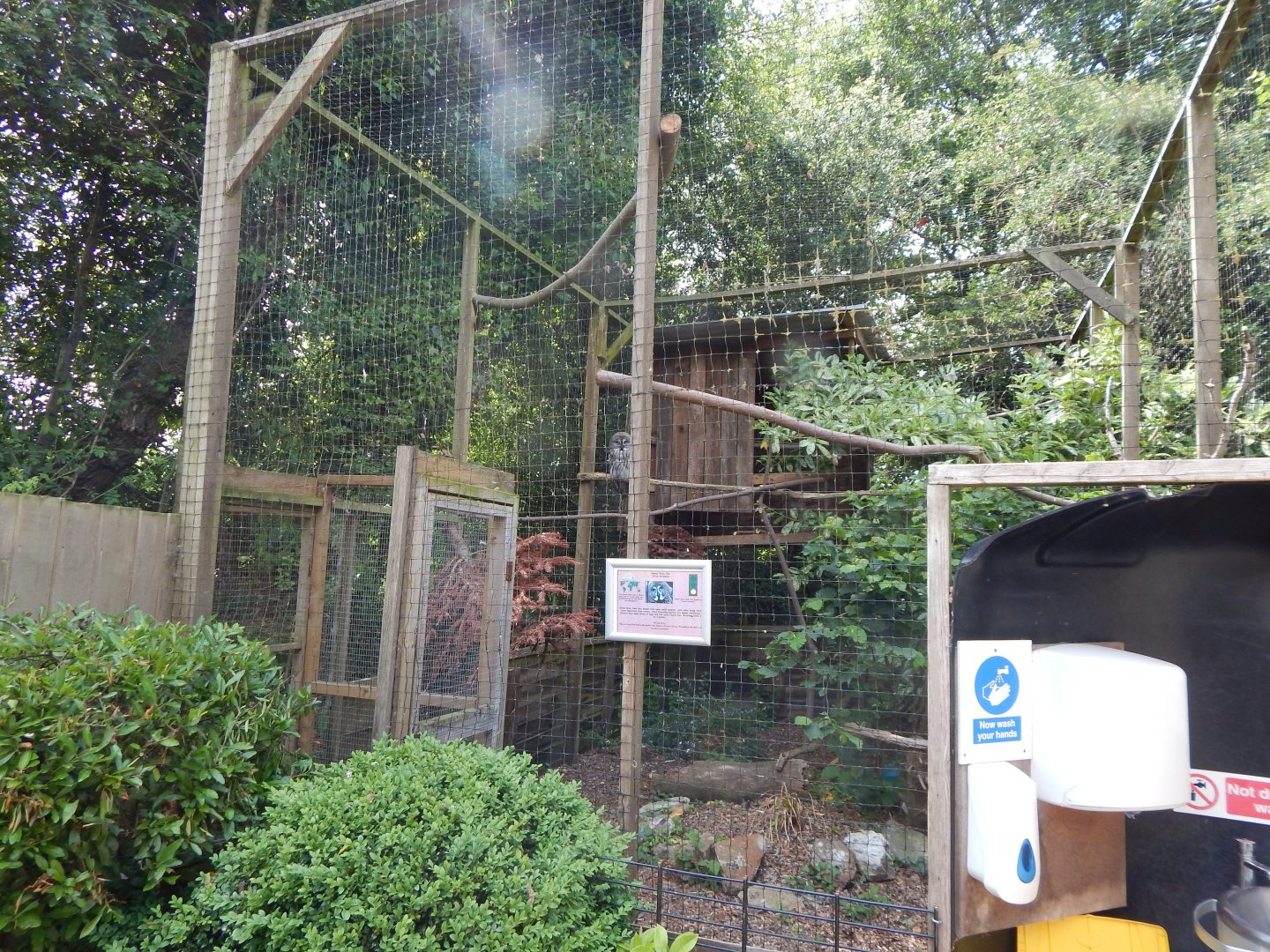 Eurasian great grey owl aviary 060625
