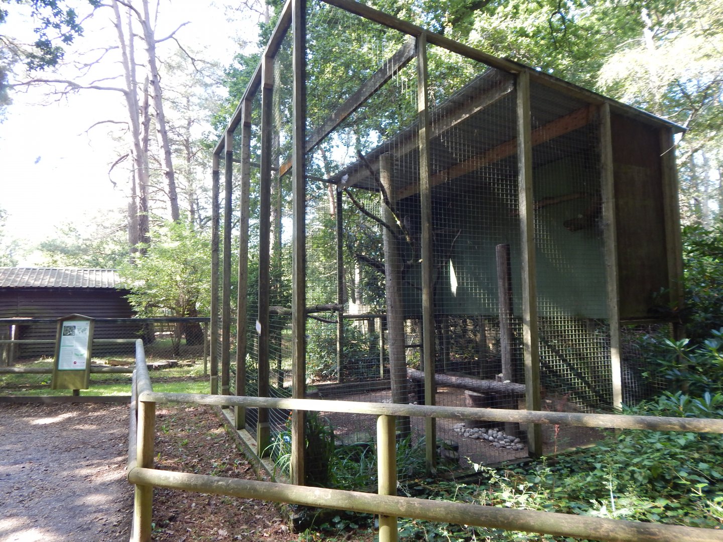 Eurasian great grey owl aviary 130924
