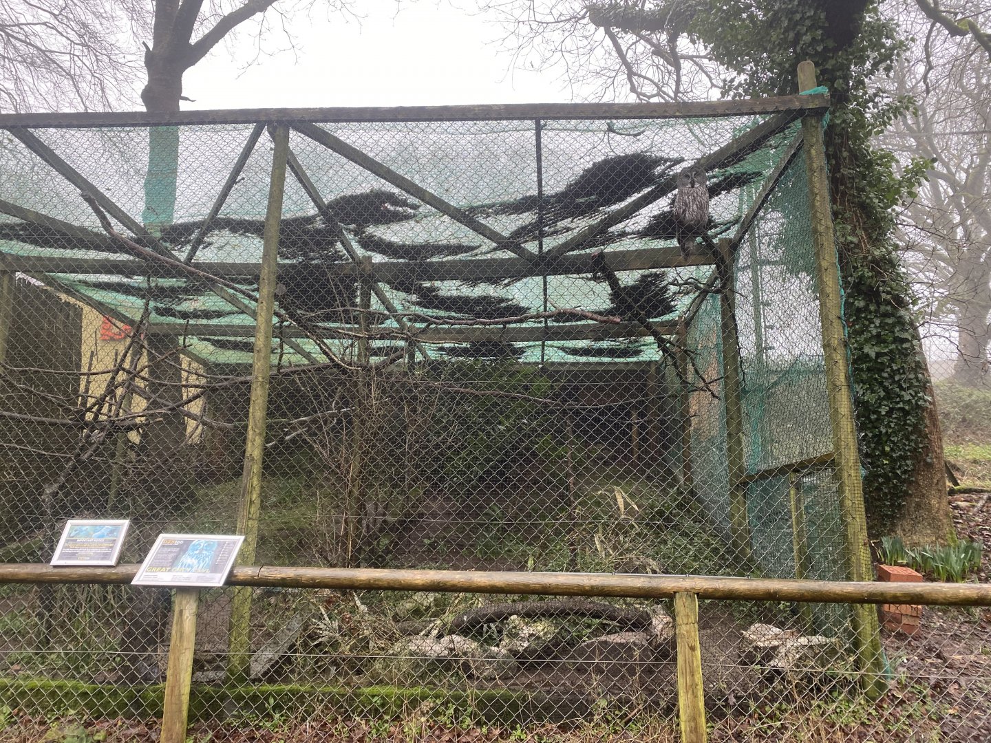 Eurasian great grey owl aviary 140224