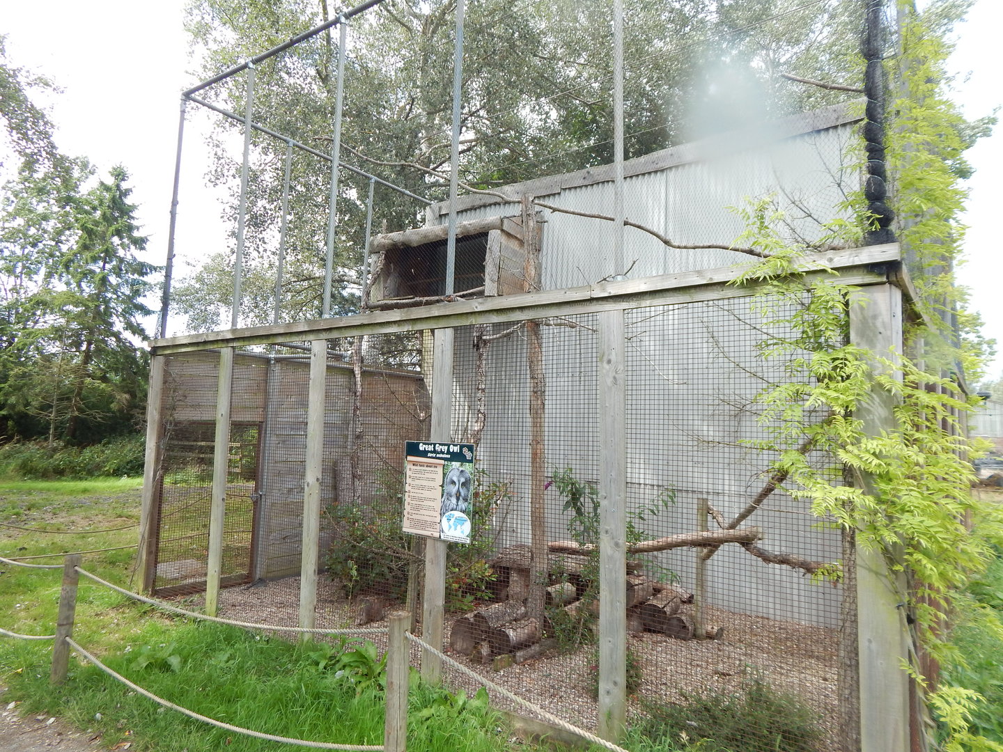 Eurasian great grey owl aviary 150723
