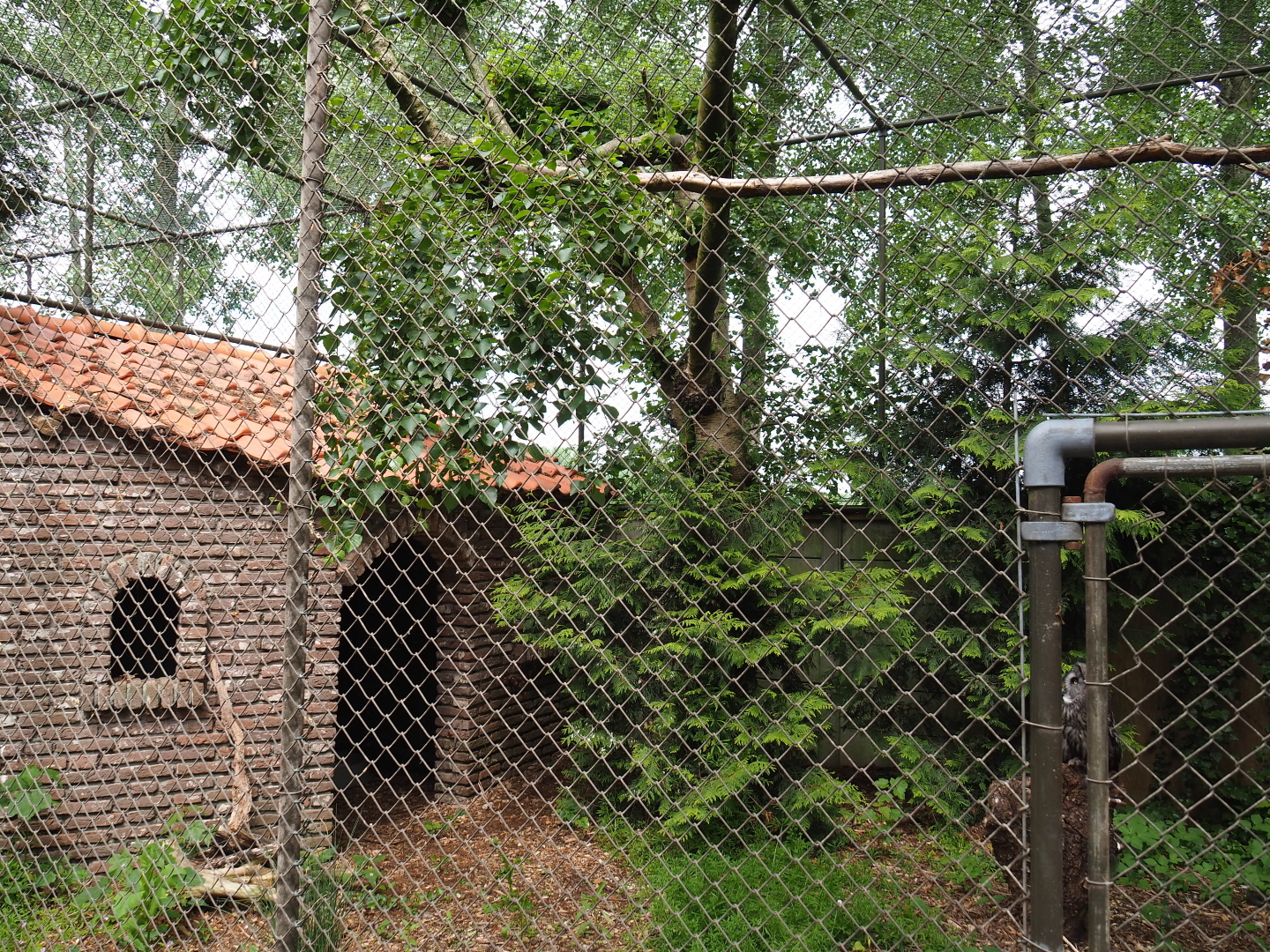 Eurasian great grey owl aviary, 2019-05-25
