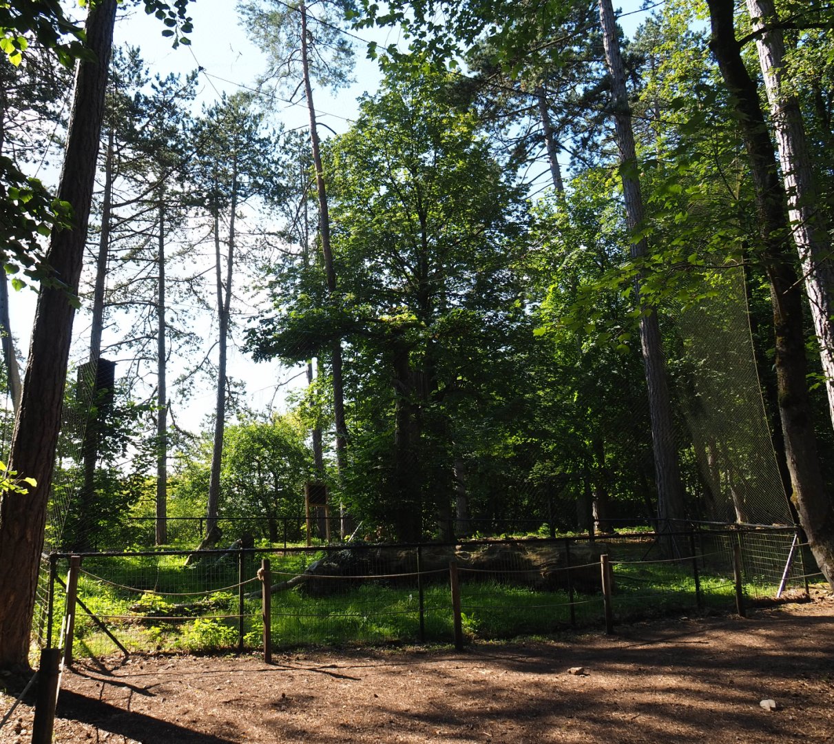 Eurasian great grey owl aviary, 2020-07-12