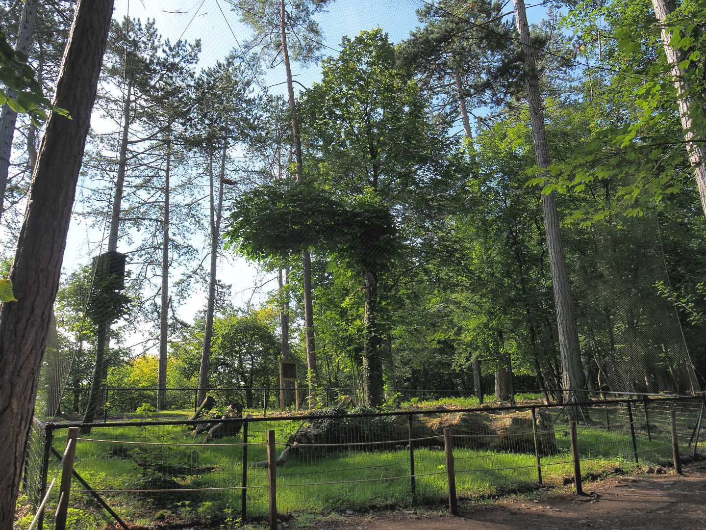 Eurasian great grey owl aviary, 2021-08-15