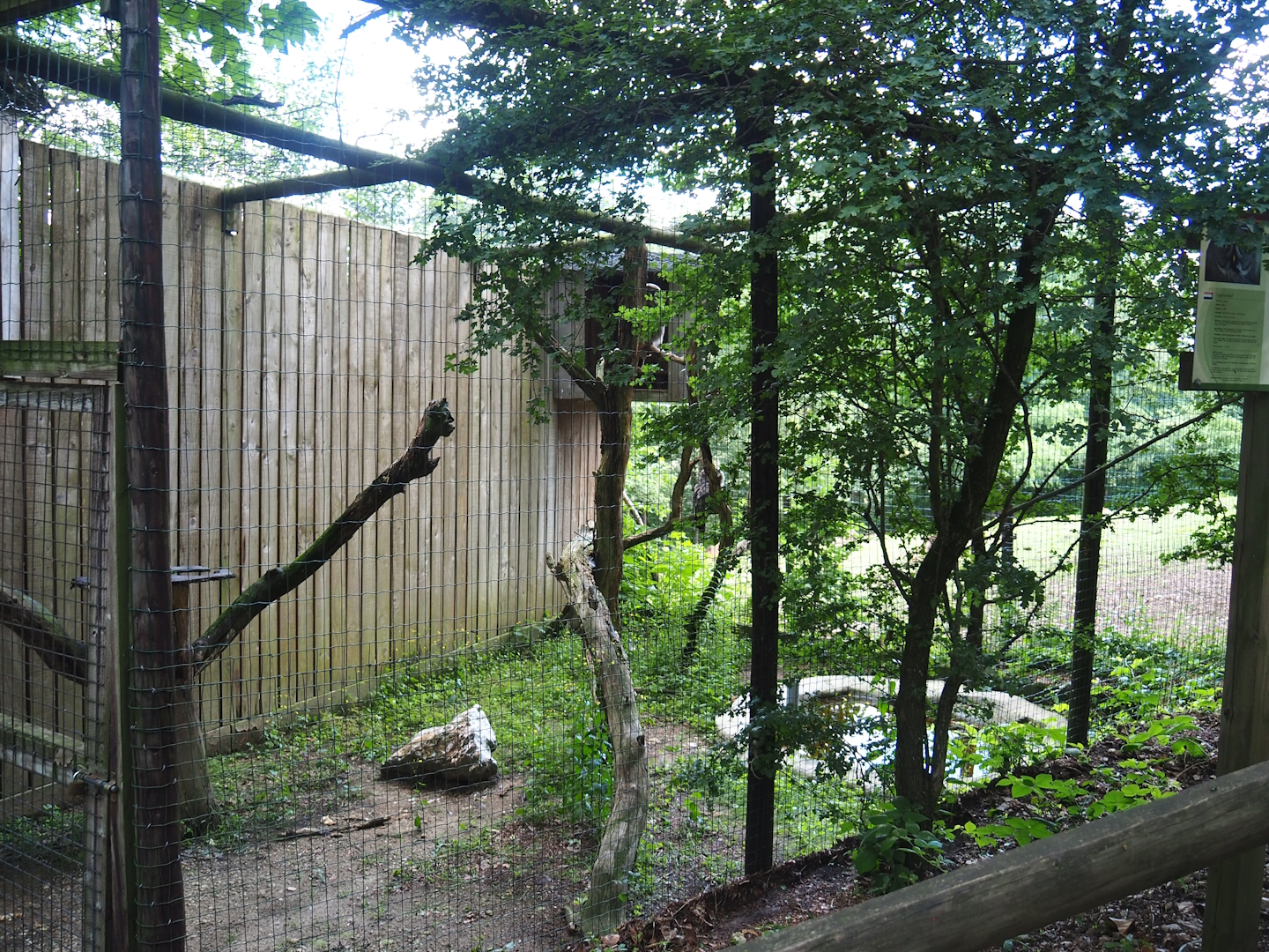Eurasian great grey owl aviary, 2023-06-24