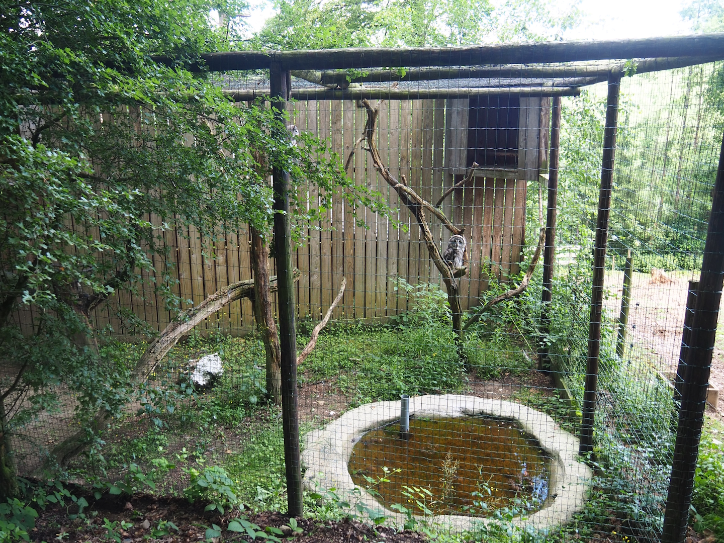 Eurasian great grey owl aviary, 2023-06-24