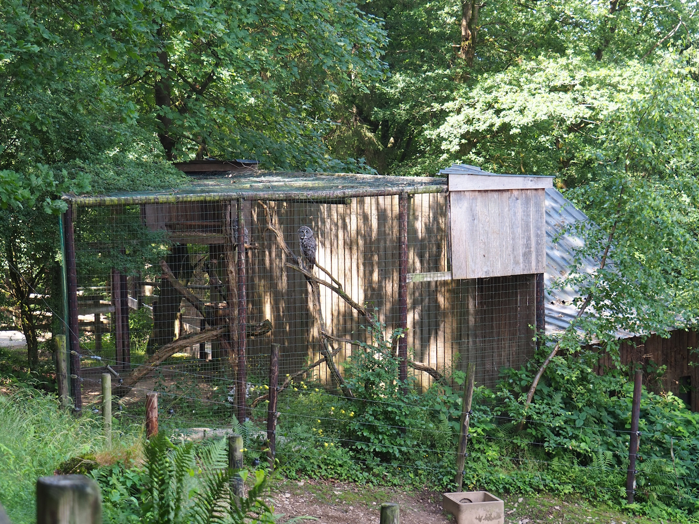 Eurasian great grey owl aviary, 2023-06-24