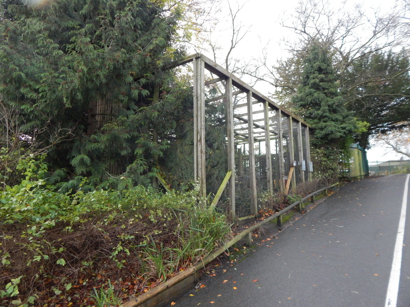 Eurasian great grey owl aviary 241122