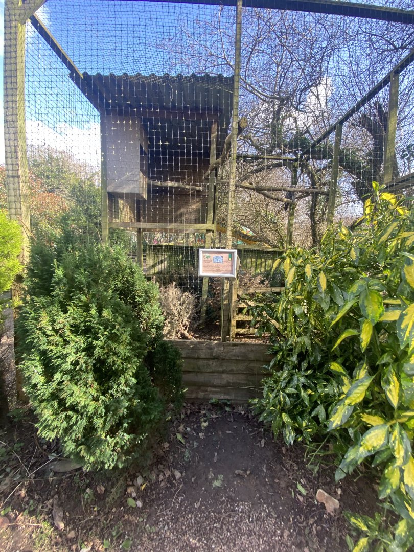Eurasian great grey owl aviary 250222