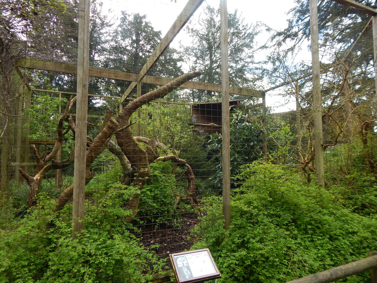 Eurasian great grey owl aviary 280423