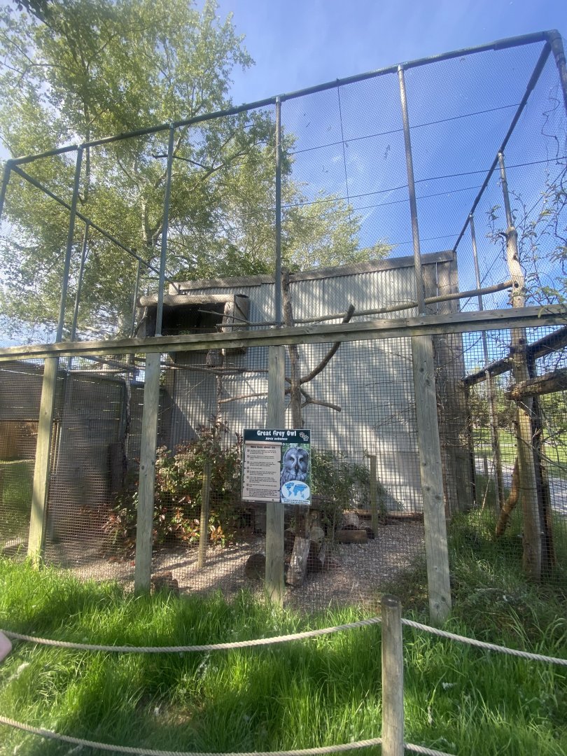 Eurasian great grey owl aviary 280425
