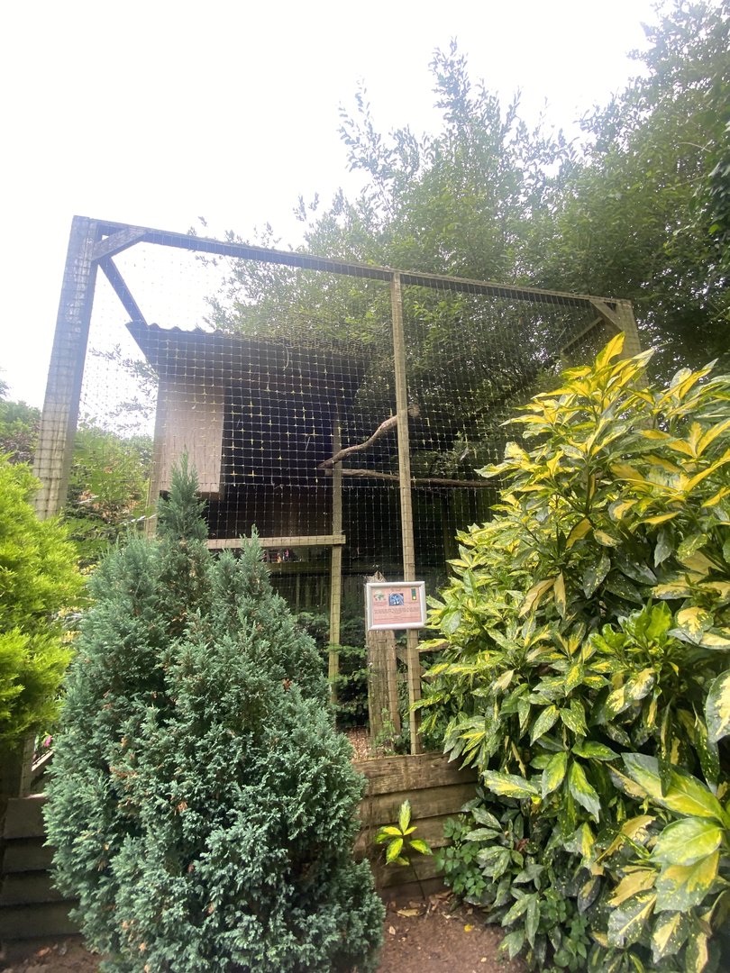 Eurasian great grey owl aviary 300623