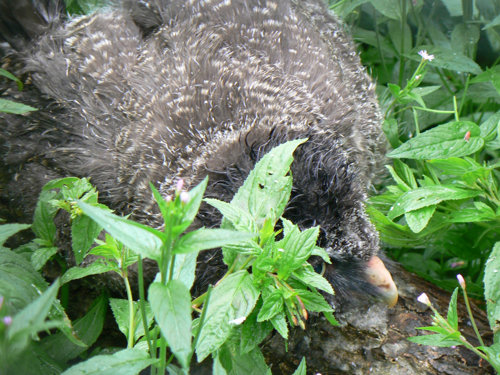 Eurasian Great Grey Owl Chick - 9 July 2016