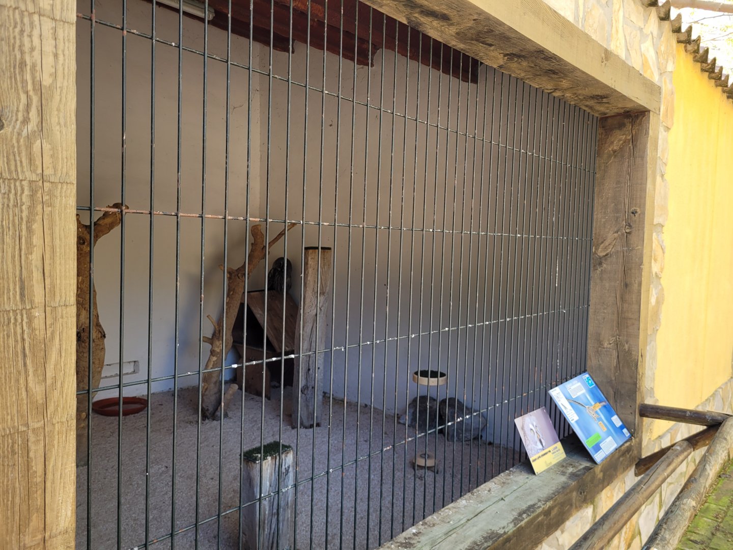 Eurasian great grey owl exhibit -Tierra Rapaz (2024)