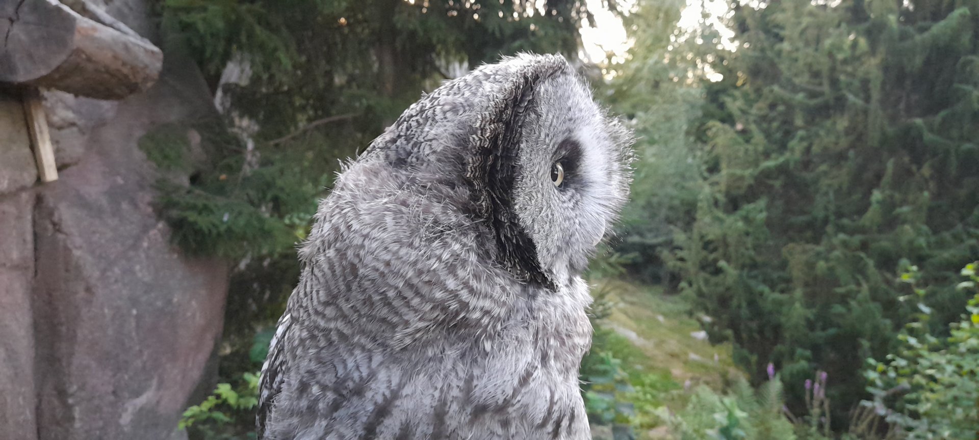 Eurasian great grey owl side profile (Strix nebulosa lapponica)
