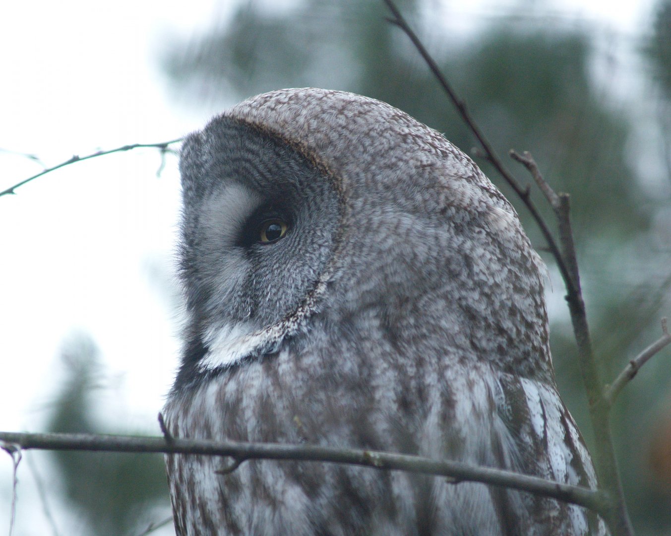 Eurasian great grey owl (Strix nebulosa lapponica), 2008-03-01