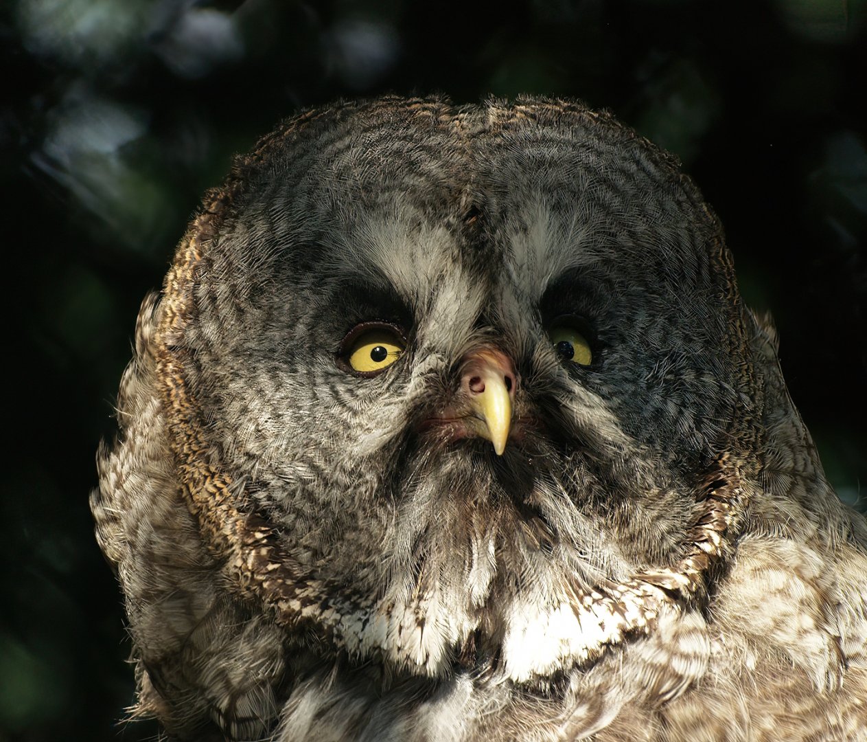 Eurasian Great grey owl (Strix nebulosa lapponica), 2008-08-06