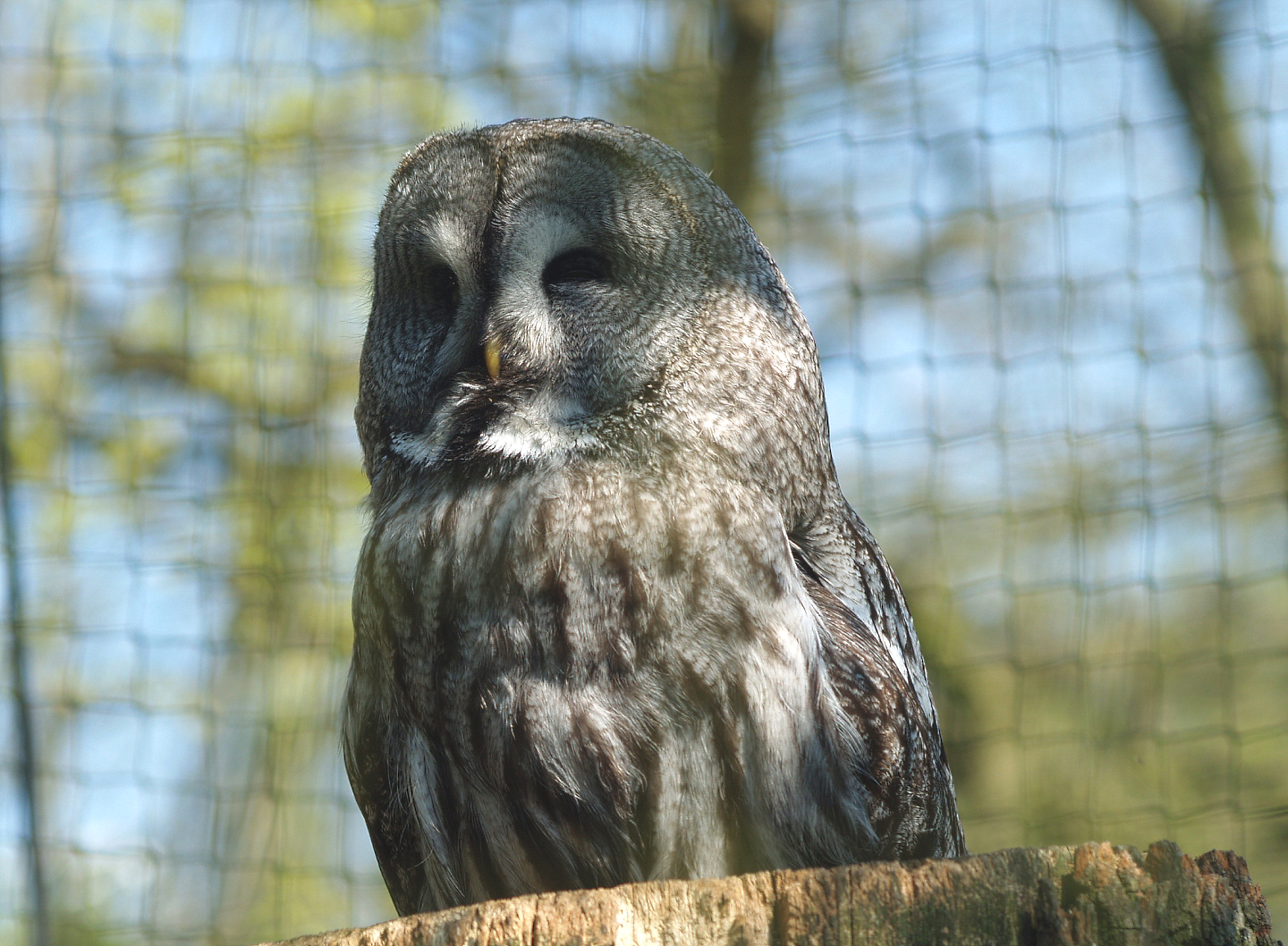 Eurasian Great Grey Owl (Strix nebulosa lapponica), 2009-04-19