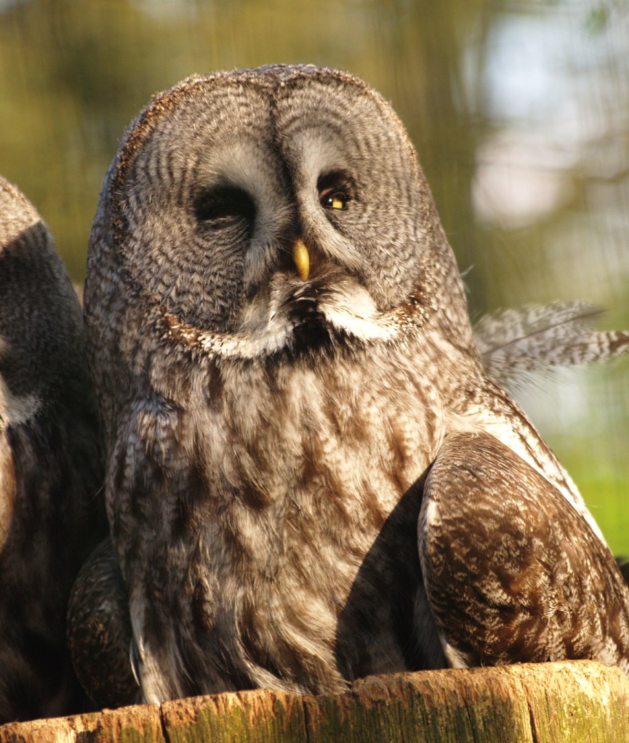 Eurasian great grey owl (Strix nebulosa lapponica), 2009-04-19