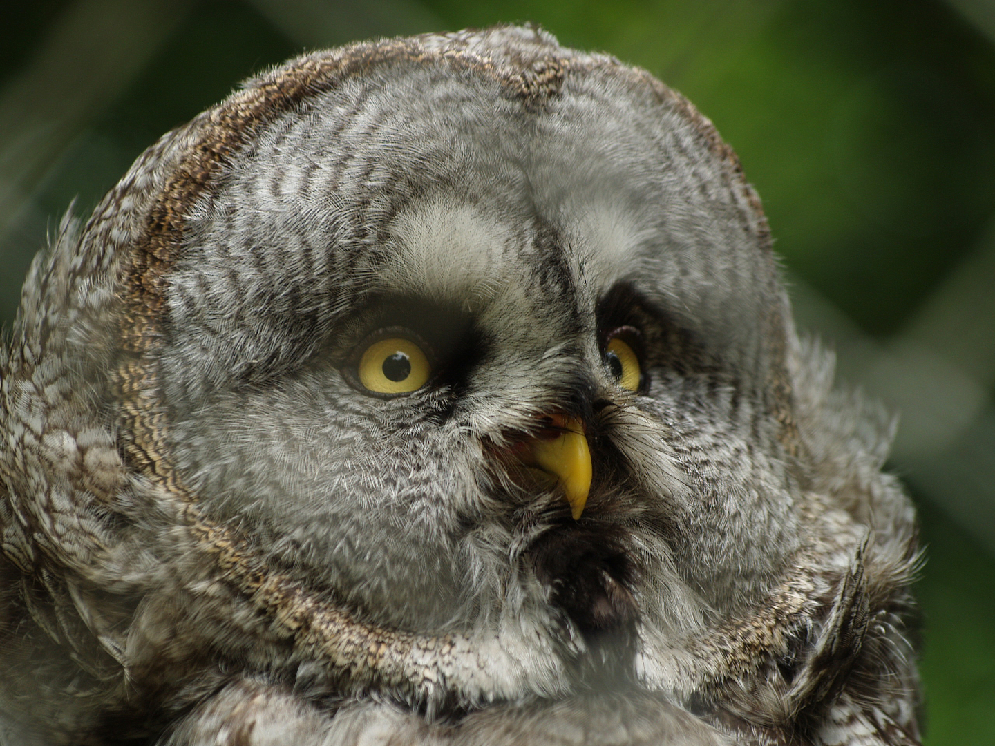 Eurasian great grey owl (Strix nebulosa lapponica), 2013-06-16
