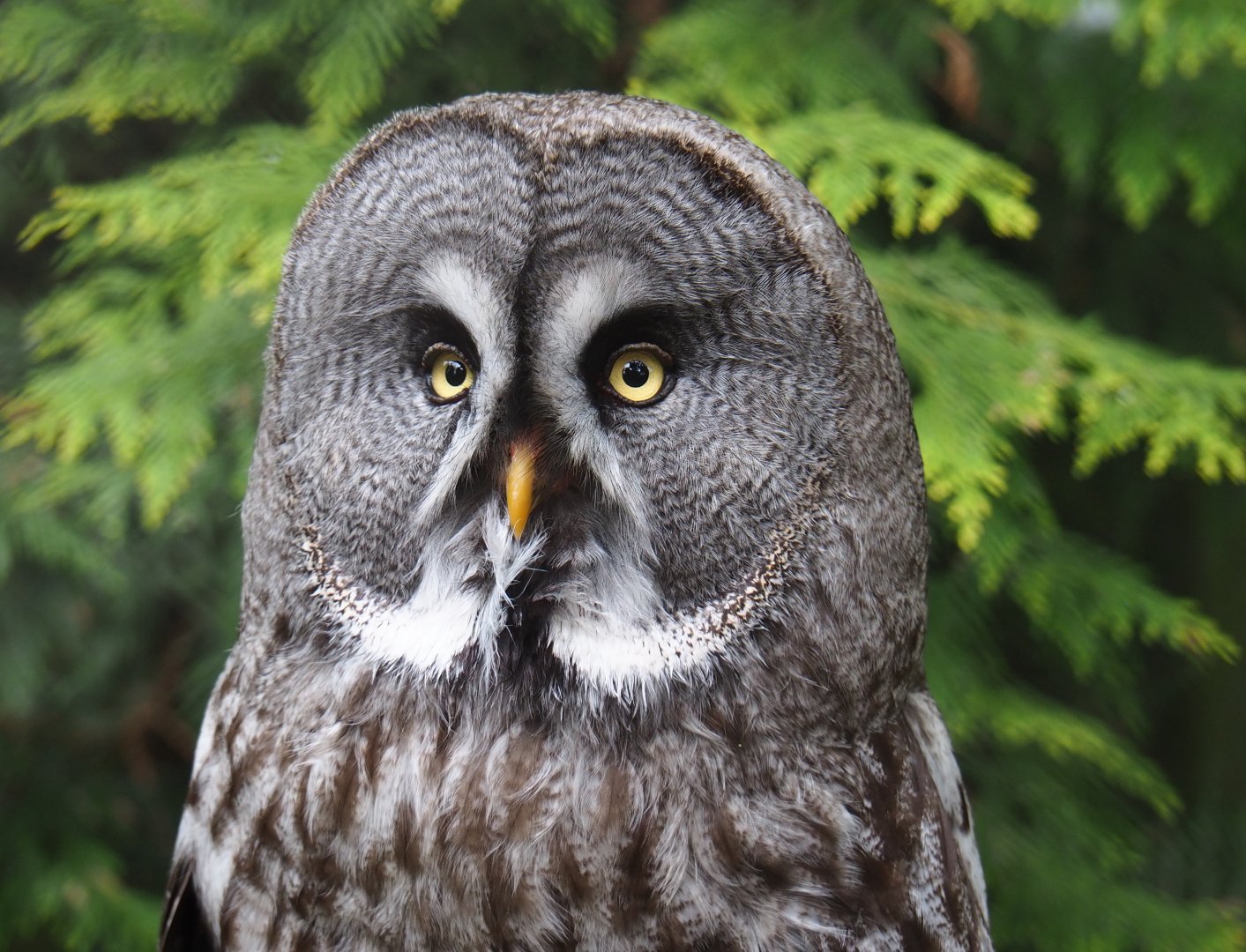 Eurasian great grey owl (Strix nebulosa lapponica), 2019-05-25