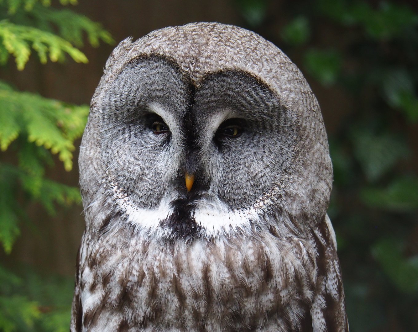 Eurasian great grey owl (Strix nebulosa lapponica), 2019-05-25