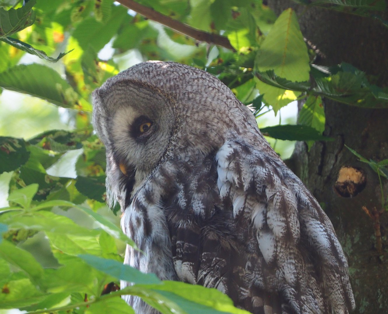 Eurasian Great Grey Owl (Strix nebulosa lapponica), 2020-07-12