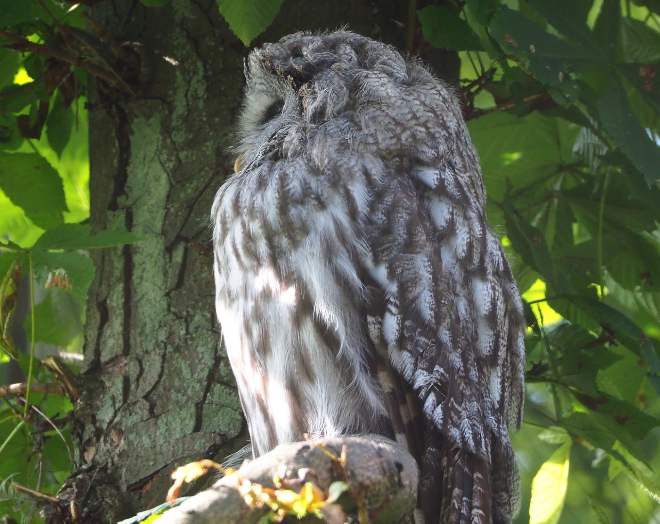 Eurasian great grey owl (Strix nebulosa lapponica), 2021-08-15
