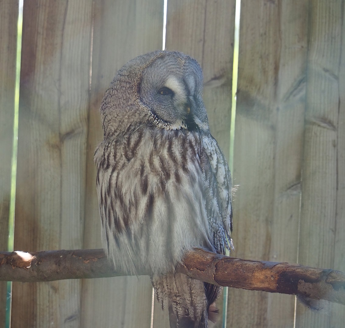 Eurasian Great Grey Owl (Strix nebulosa lapponica), 2023-05-19